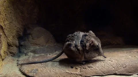 Round-eared elephant shrew (Macroscelides proboscideus) Video stock 250299460