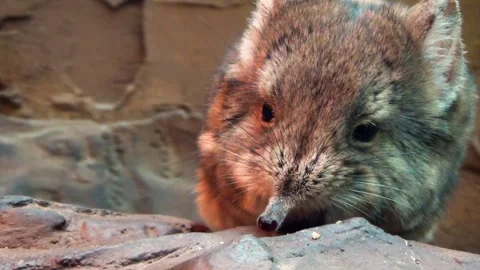 Round-eared elephant shrew (Macroscelides proboscideus) 库存影片 259164745