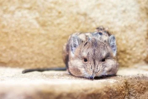 Round-eared sengi (Macroscelides proboscideus) Stock Photos