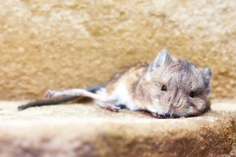 Round-eared sengi (Macroscelides proboscideus) Stock Photos