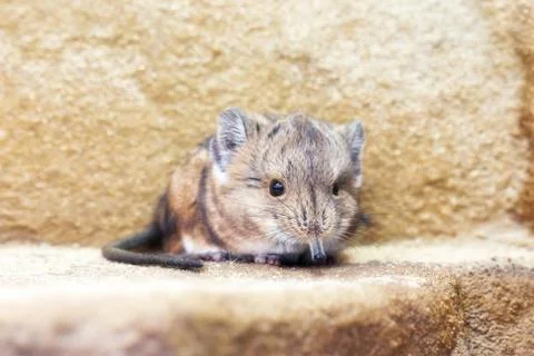Round-eared sengi (Macroscelides proboscideus) Stock Photos