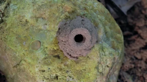 Round Earthen Construction on Weathered Stone Stock-Footage 342578094