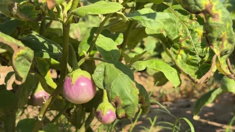 Round eggplants grow on a cultivated garden bed among green foliage close to Stock-Footage 332472553