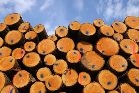 Round ends of a stack of logs with blue markings and sky in Germany Stock Photos