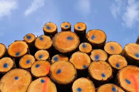 Round ends of a stack of logs with markings and blue sky in Germany Stock-Fotos