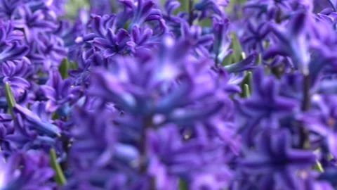 Round flower bed ideas. Stock Footage 279209549
