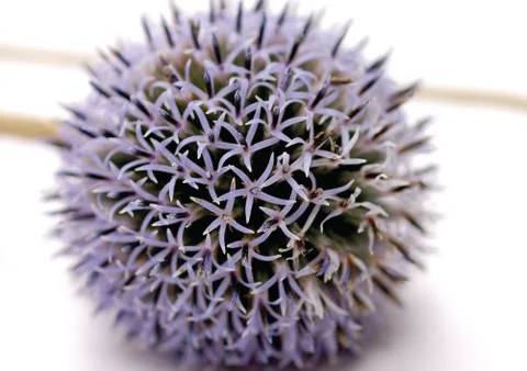 Round flower Stock Photos