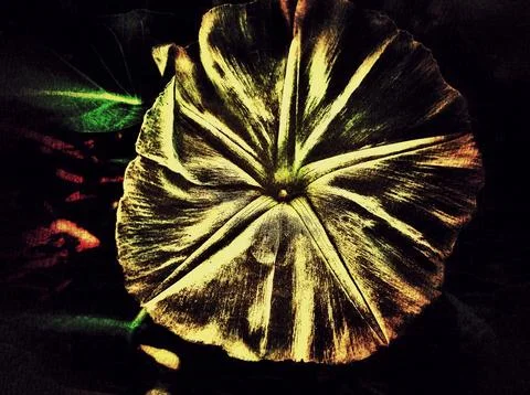 Round flower texture Stock Photos