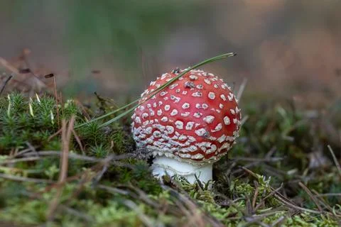 Round fly agaric grows in green moss.Autumn in the forest,soft moss,a spruc.. Stock Photos