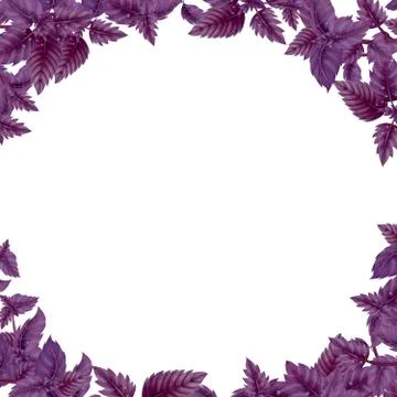 Round frame of Basil leaves and branches Stock Illustration