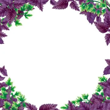 Round frame of Basil leaves and parsley Stock Illustration