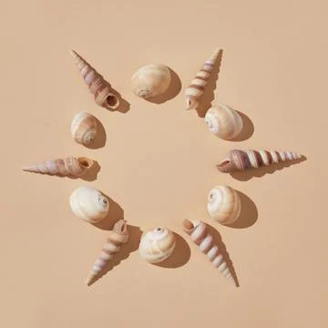 Round frame of brown shells on a beige background with hard shadows. A place  Stock Photos