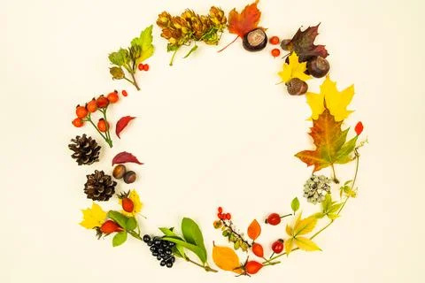 Round frame different colorful dry leaves nuts berries. Design template for l Stock Photos