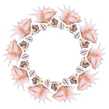 Round frame from different sea shells on a white background Stock Photos