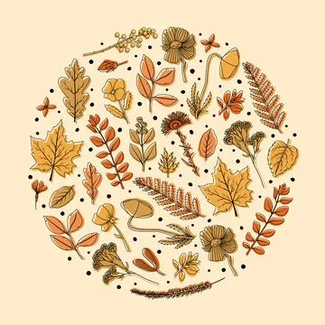 A round frame with dried leaves and flowers for the herbarium. Line art Stock Illustration