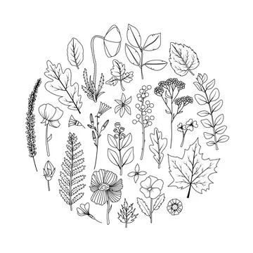 A round frame with dried leaves and flowers for the herbarium. Line art Illustrazione stock