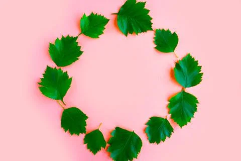 Round frame of fresh green leafs on pink background. Copy space for the text Stock Photos
