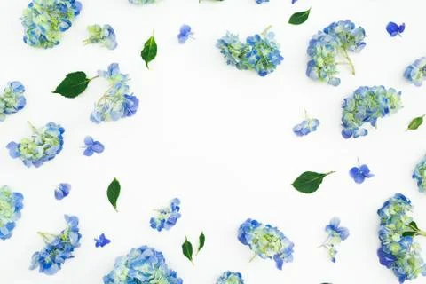 Round frame of hydrangea flowers and leaves on white background. Flat lay, to Foto stock