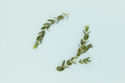 Round frame made of eucalyptus branches on a blue background. Stock Photos