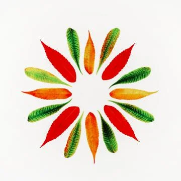 Round frame in a pattern of colorful autumn leaves with copy space, top view  Stock Photos