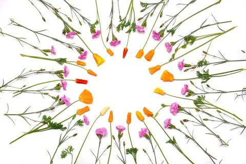 Round frame from spring orange and pink flowers isolated on white background. Stock Photos