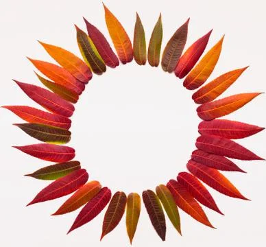Round frame in sunflower shape of willow colored leaves Stock Photos