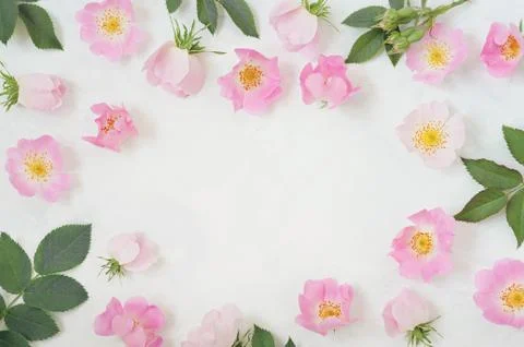Round frame wreath pattern with roses, pink flower buds, branches and leaves Stock Photos