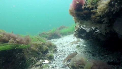 Round Goby Video stock 263806632