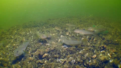 Round goby on the river bottom. Stock Footage 171679895