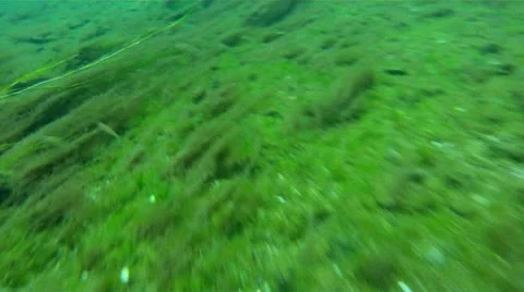 Round goby &amp; Smallmouth 库存影片 11890203