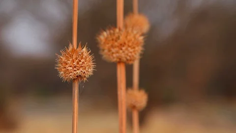Round grass weed stalk in Botswana Stock Footage 113965636