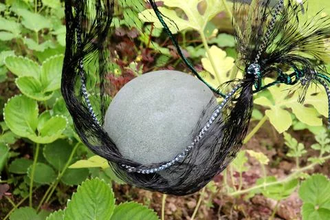 A round gray watermelon in a support net on a vertical vine Stock Photos