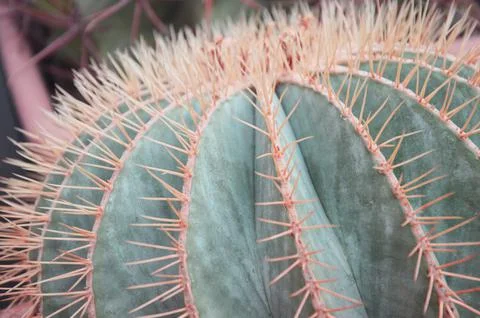 Round green cactus with large sharp needles. Side view. Succulent. Foto stock