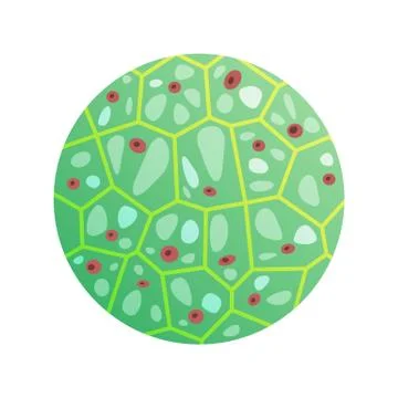 Round Green Cell with Microorganisms Vector Icon Stock Illustration
