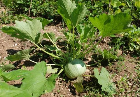 Round Green Courgette Stock Photos