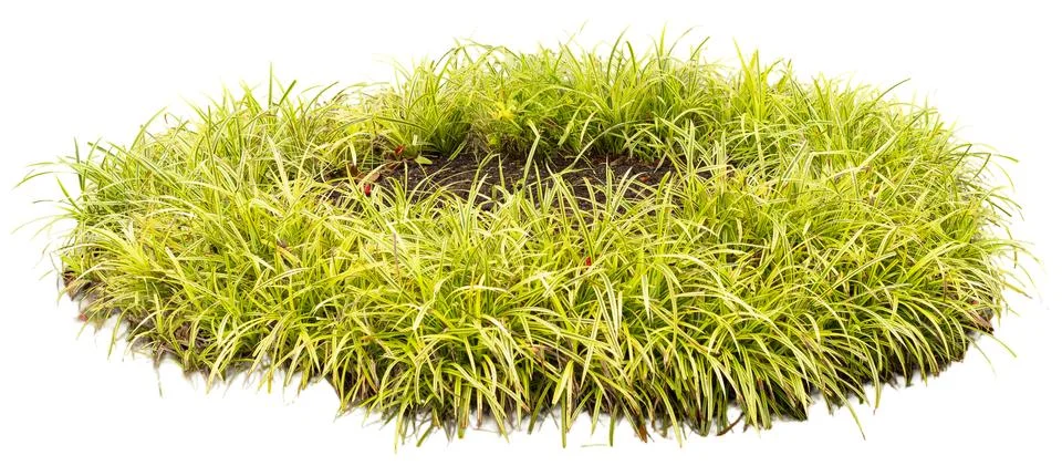 This round green grass patch sits on white background. It is designed for var Stock Photos