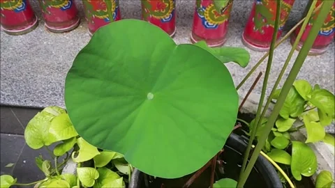 Round Green Leaf Stock Footage 173665058