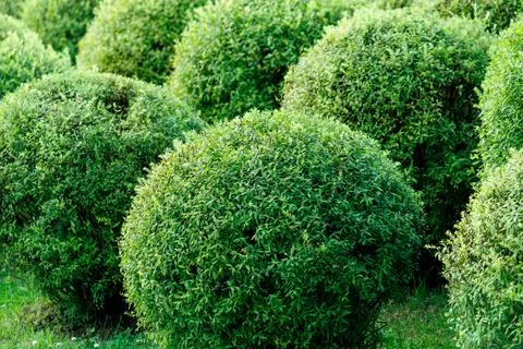 Round green shrubs form dense, uniform spheres Stock Photos