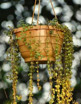Round hanging tree tob Stock Photos