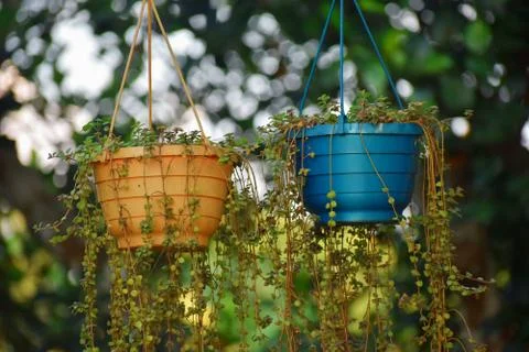 Round hanging tree tob Foto stock