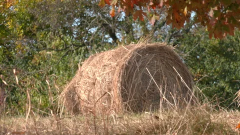 Round Hay Bale Close up in Field Stock Footage 252102307