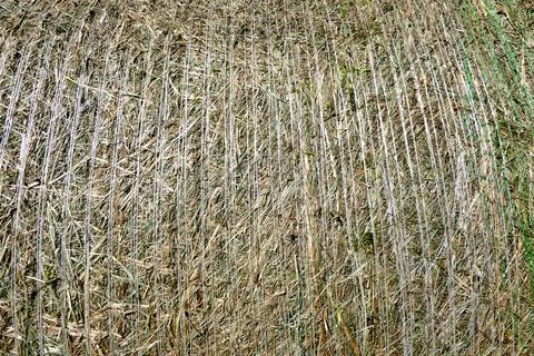 Round Hay Bale Stock Photos
