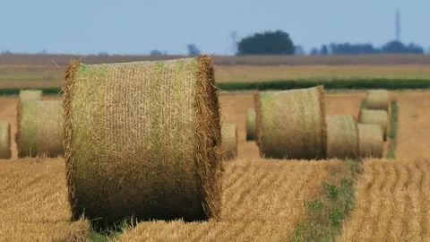 Round hay bales on field under hot air mirage effect. sound of singing field  Stock Footage 336906770