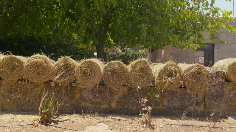 Round hay bales lined up on old stone wall under green tree on Mediterranean Stock Footage 339417734