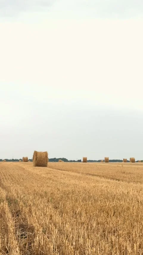 Round Hay Bales on Wheat Field Close Up Stock-Footage 340340707
