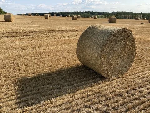 Round haystack in a sunny field Stock Photos