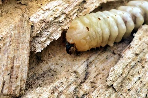 Round Headed Borer. Stock Photos