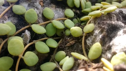 Round-Leaf Climbing Plant Stock Footage 330274232