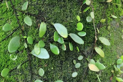 Round Leaf Creeper on Emerald Bark. Stock Photos