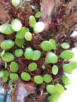Round Leaf Plant on Tree Stock Photos